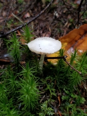 Russula fragilis