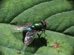 Lucilia illustris