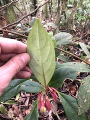 Nematanthus