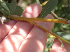 Salix glauca