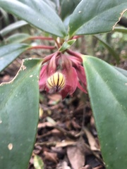 Nematanthus