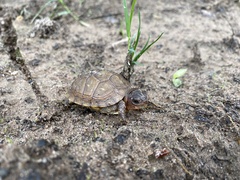 Terrapene carolina triunguis