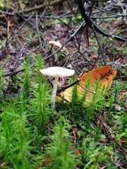 Russula fragilis