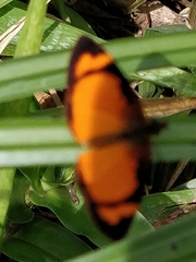 Tegosa