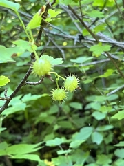 Ribes cynosbati