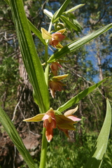Epipactis gigantea