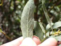 Salix glauca