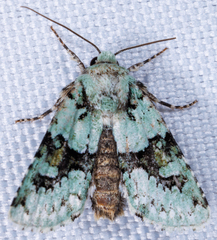 Lacinipolia implicata
