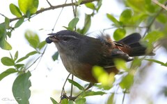 Microspingus cabanisi