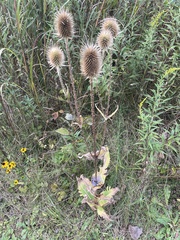 Dipsacus