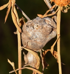 Isocolus lichtensteini