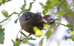 Microspingus cabanisi