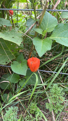 Alkekengi officinarum