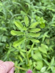 Mimosa diplotricha