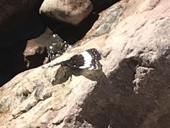 Limenitis weidemeyerii