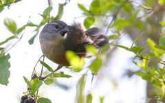 Microspingus cabanisi