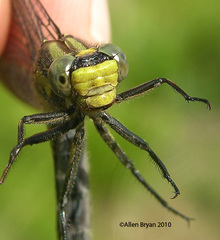 Phanogomphus descriptus
