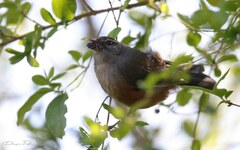 Microspingus cabanisi