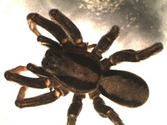 Alopecosa mariae