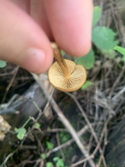 Heimiomyces tenuipes