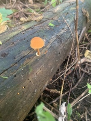 Heimiomyces tenuipes