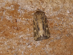Luperina dumerilii
