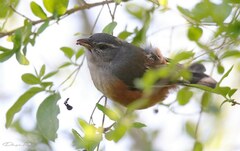 Microspingus cabanisi