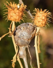 Isocolus lichtensteini