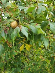 Aesculus × carnea