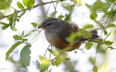 Microspingus cabanisi