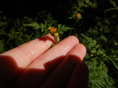 Bidens bipinnata
