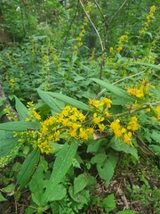 Solidago