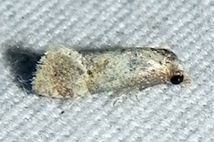 Platphalonidia