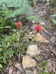 Castilleja miniata