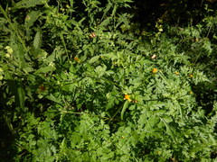 Bidens bipinnata