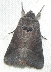 Lacinipolia meditata