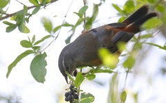 Microspingus cabanisi