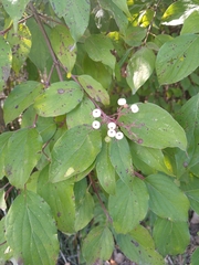 Cornus
