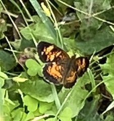 Phyciodes tharos