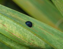 Hemisphaerota cyanea