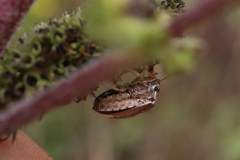 Eysarcoris ventralis