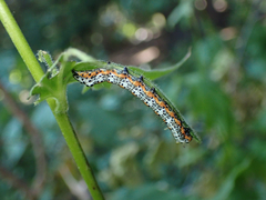 Pyrrhia
