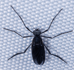 Penthetria heteroptera