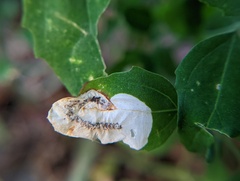 Chrysoesthia sexguttella