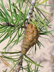 Pinus banksiana