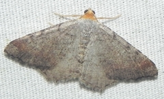 Macaria minorata