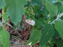 Chrysoesthia sexguttella