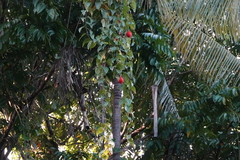 Momordica cochinchinensis