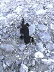 Ichthyosaura alpestris