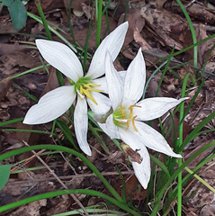 Zephyranthes candida